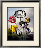 Tulips Posters by Dr. Robert J. Thornton