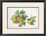 Quinces Posters by Carlos Von Riefel