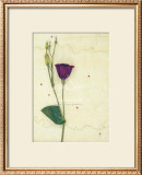 Lizzieanthus Prints by Kidney 