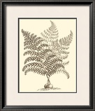 Sepia Munting Foliage VI Art by Abraham Munting