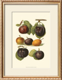 Plum Varieties II Prints by John Wright
