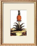 Ananas Print by Abraham Munting