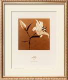 Lily Poster by Jan Gordon