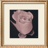 Rose Prints by Mitch Ostapchuk