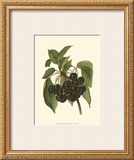 Black Cherries Prints by John Wright