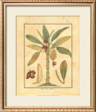 Banana Tree Prints by Rebecca 