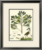 Naturalist Study II Prints by A. Bell