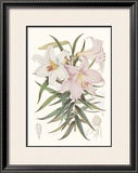 Kramer's Lily Print by Walter H. Fitch