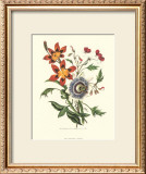 Passion Flower Posters by Mary Lawrence