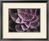 Echeveria I Posters by Andrew Levine