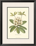 Rhododendron Posters