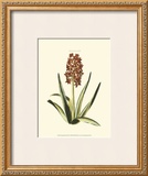 Antique Hyacinth XVI Art by Christoph Jacob Trew