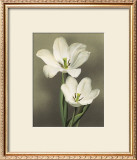 Tulipani Prints by Andrea Trivelli