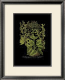 Weinmann Botanical on Black V Prints by Johann Wilhelm Weinmann