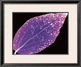 Photogram Prints by Hazel Barrett