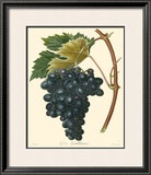 Grapes II Posters by Bessa 