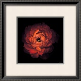 Ranunculus no. 43 Prints by Neil Seth Levine