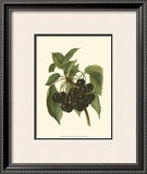 Black Cherries Poster by John Wright