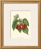 Red Cherries Posters by John Wright