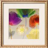 Poppy Panorama I Print by Robert Mertens