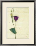 Lizzieanthus Posters by Kidney 