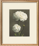 Dalie Prints by Andrea Trivelli