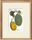 Antique Melons II Prints by Weimann 