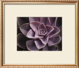 Echeveria I Art by Andrew Levine