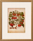L'Herbier I Posters by Basilius Besler