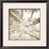Silver Birch Prints by Adam Brock