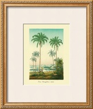 Coco Palm Framed Giclee Print by Ch. Lemaire