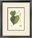 American Linden Poster by Sprague 