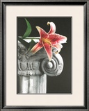 Stargazer Limited Edition Framed Print by Harvey Edwards