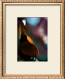 Feuilles Prunus II Posters by Marc Ayrault