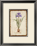 Iris Reticulata Posters by Lisa Canney Chesaux