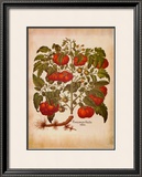 L'Herbier I Prints by Basilius Besler