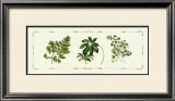 Assorted Ferns Prints by Cappello 