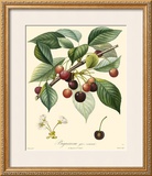 Cherries Posters by Bessa 