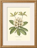 Rhododendron Art