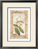 Orchid Prints by George Caso