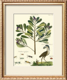 Naturalist Study II Poster by A. Bell