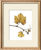 Gold Bud Poster by Gil-lubin 