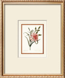 Dianthus Posters by Pierre-Joseph Redouté