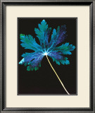Photogram Prints by Hazel Barrett
