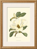 Magnolia Poster