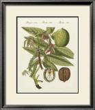 Walnut Prints by Bertuch 