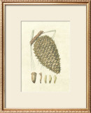 Crackled Woodland Pinecones I Posters by Silva 