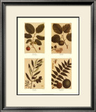 Four Nuts Posters by Francois A. Michaux
