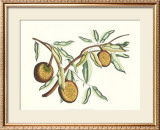 Botanical II Prints by Van Rheet 