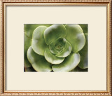 Echeveria II Posters by Andrew Levine